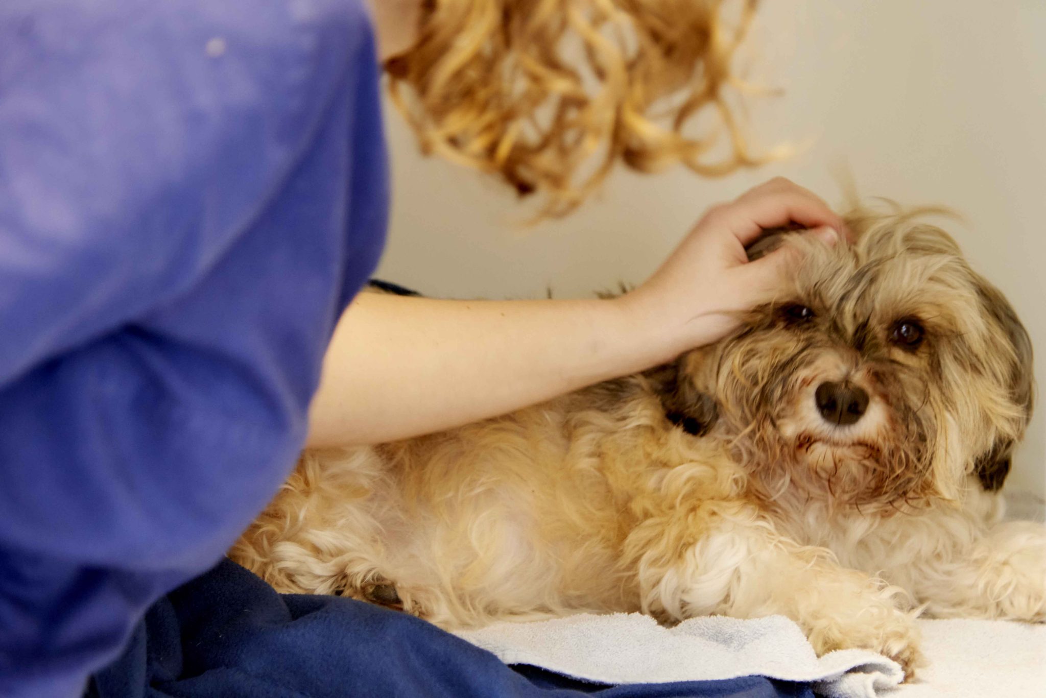 Alles over de sterilisatie van uw hond De Dierenkliniek