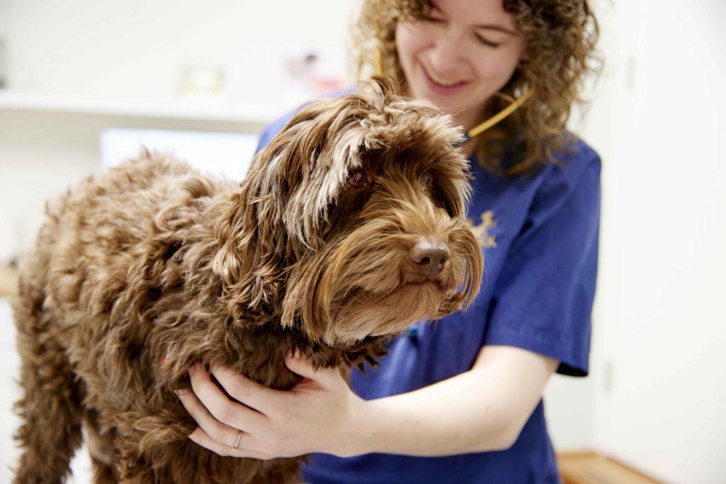 kennelhoest bij de hond