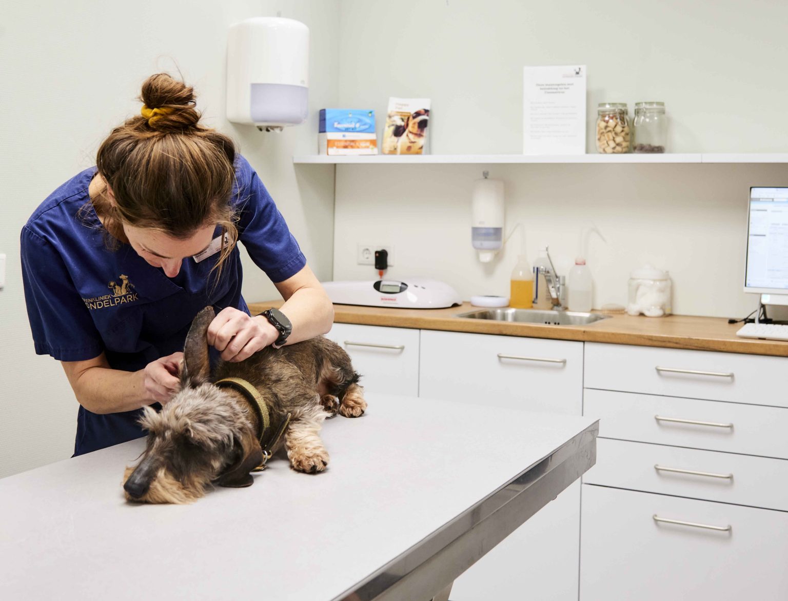 Oorontsteking bij de hond De Dierenkliniek