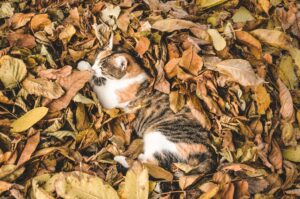 Allergie bij uw hond of kat tijdens de herfst
