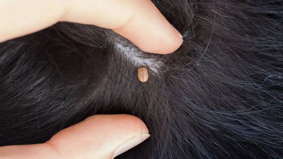 Controlling and preventing ticks in dogs De Dierenkliniek