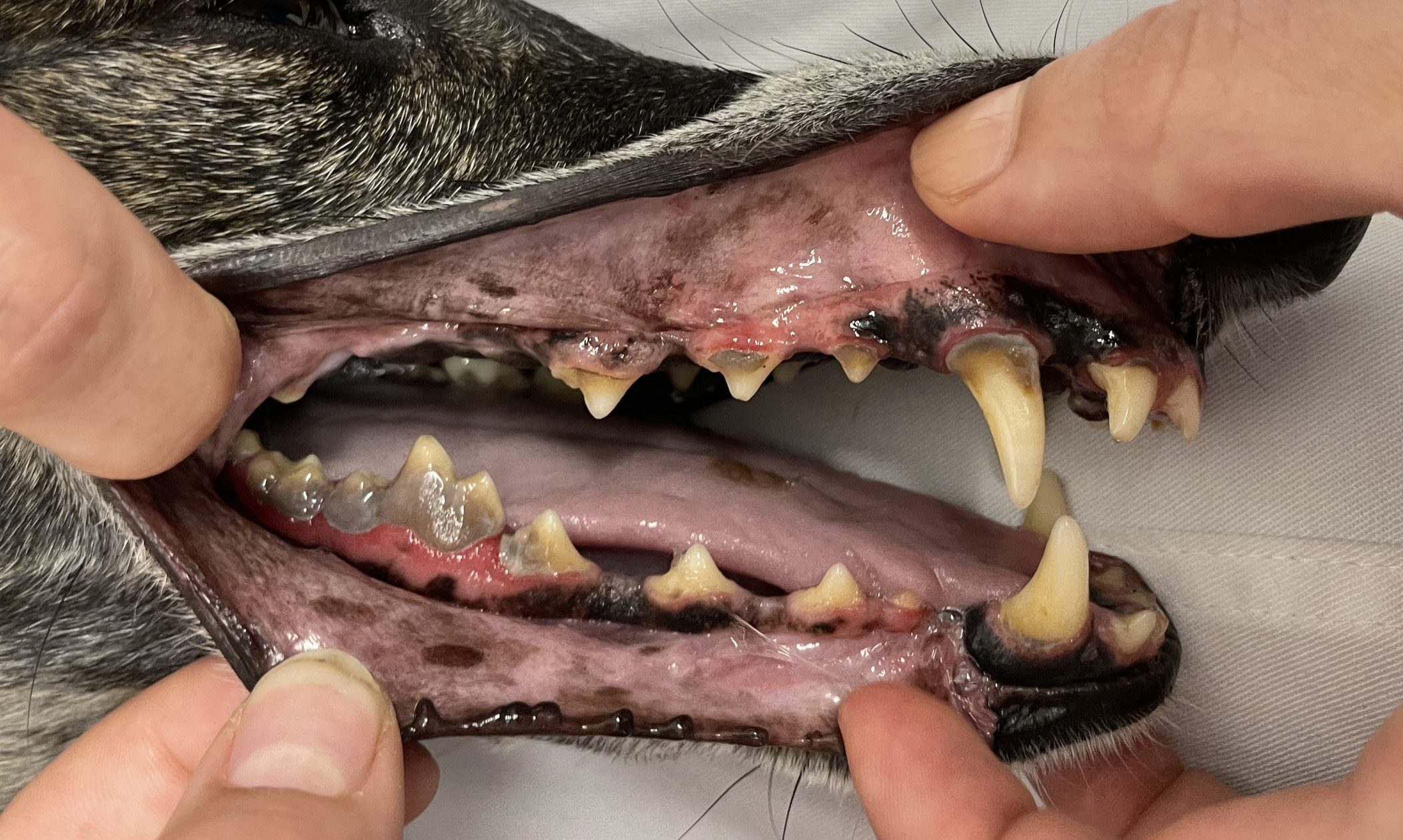 Wat helpt tegen tandsteen bij honden?