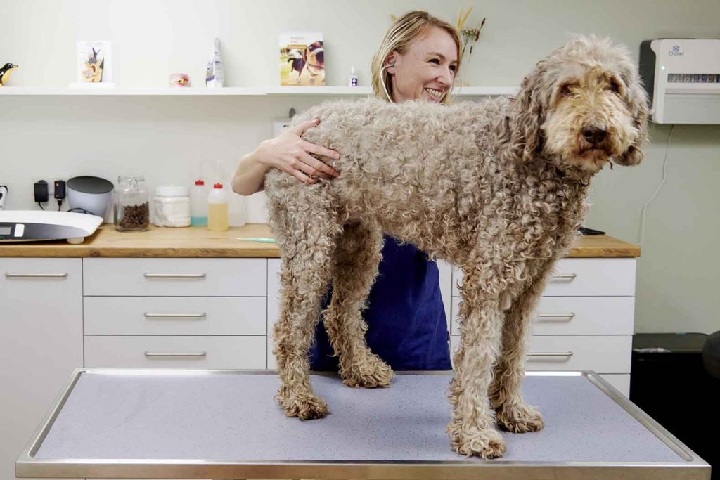 gezondheidscontrole-hond