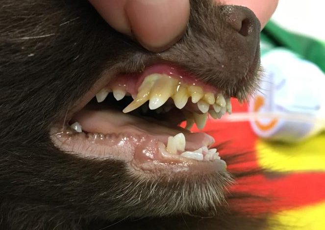 persisterende-tanden
