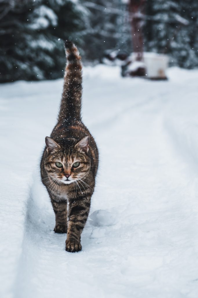 Cats and the store cold