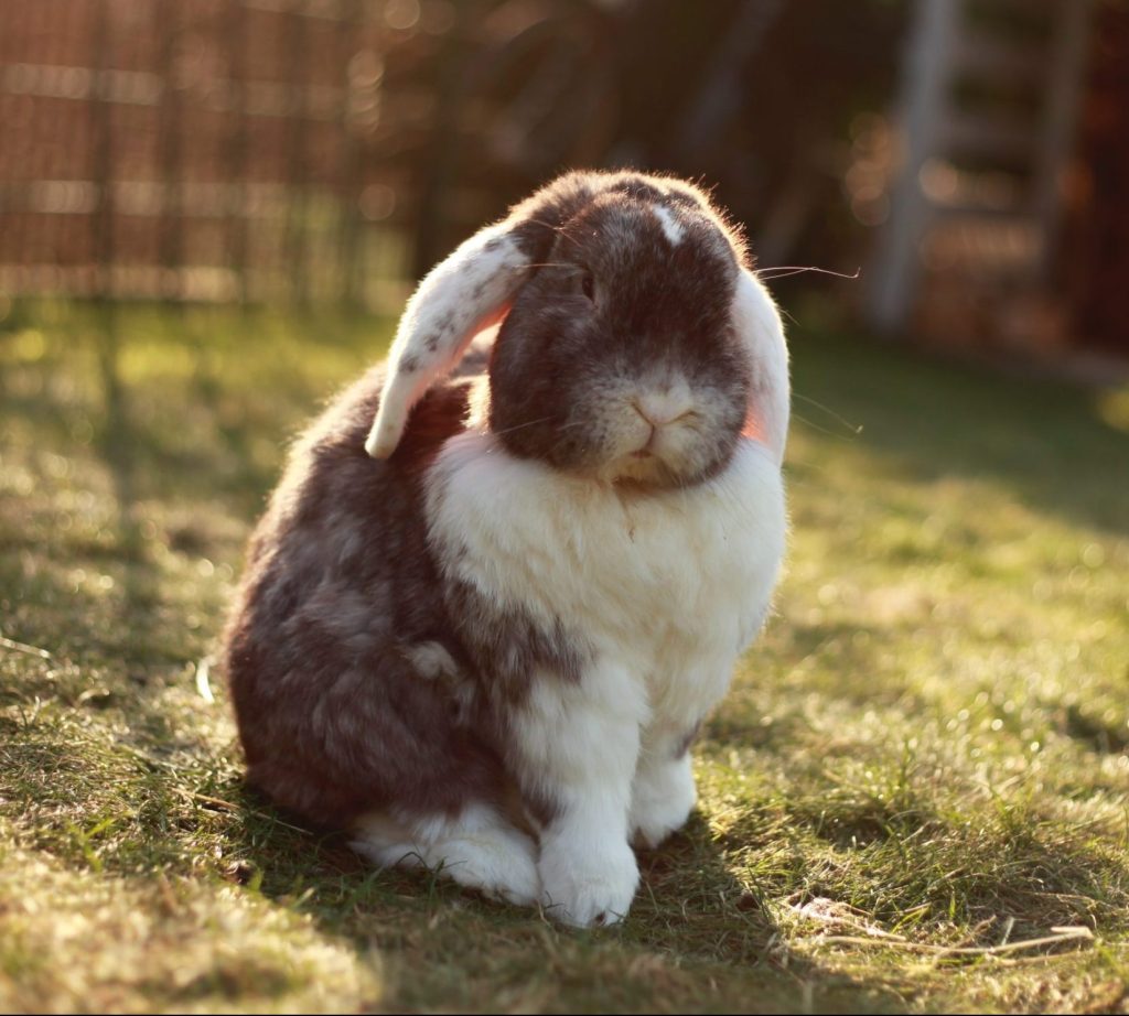 dierenarts-behandeling-konijn