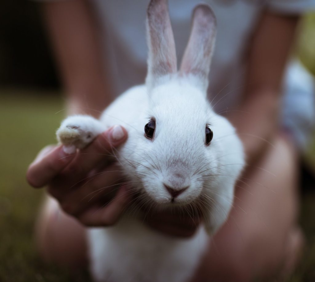 dierenarts-behandeling-konijn
