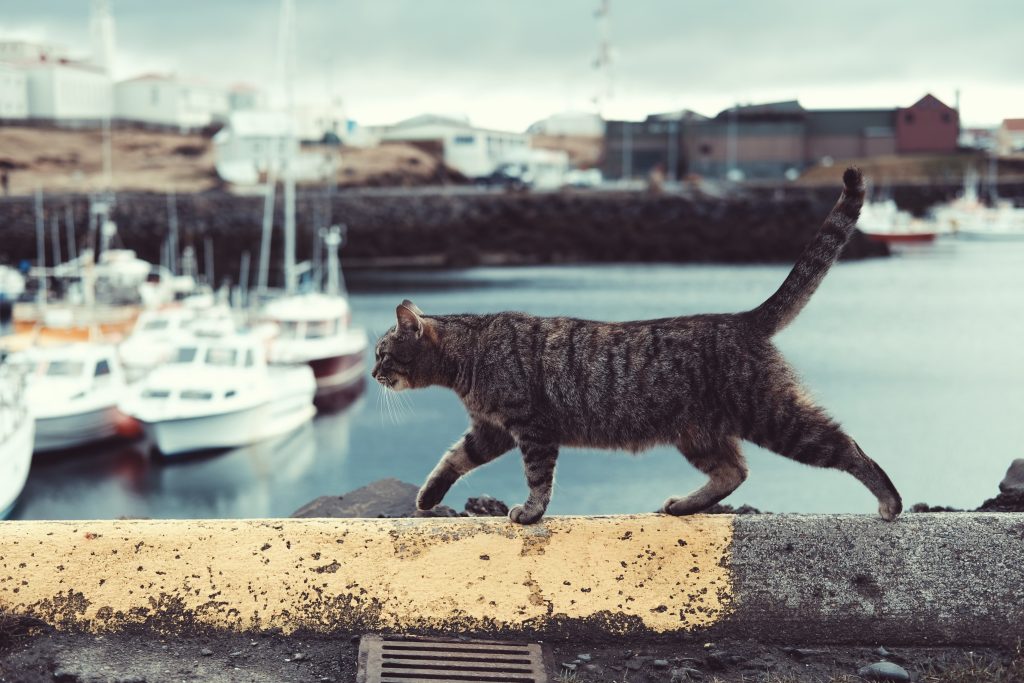 schudden verlichten Correlaat Gaat u op reis met uw kat? | De Dierenkliniek