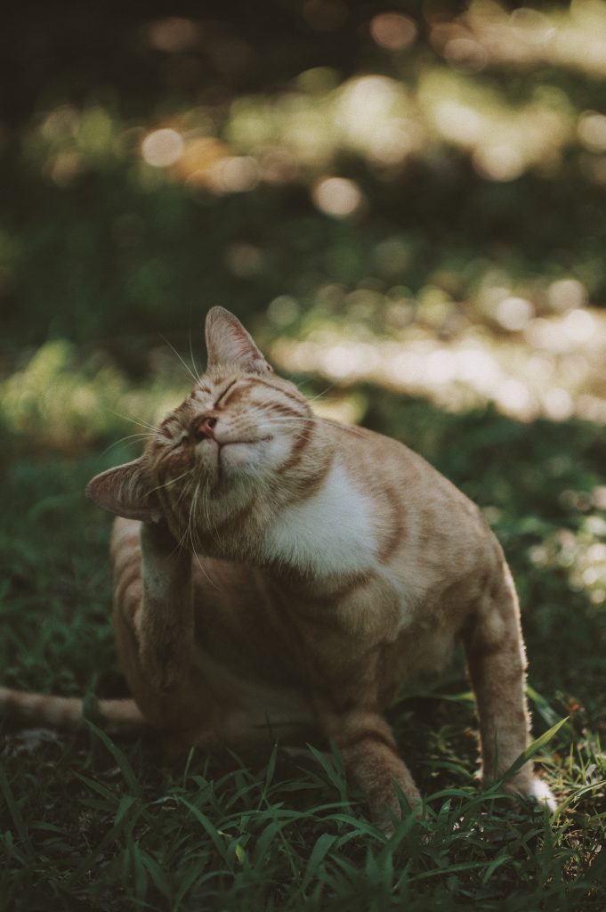 Ontvlooien van uw kat of kitten, zo doet dat | De