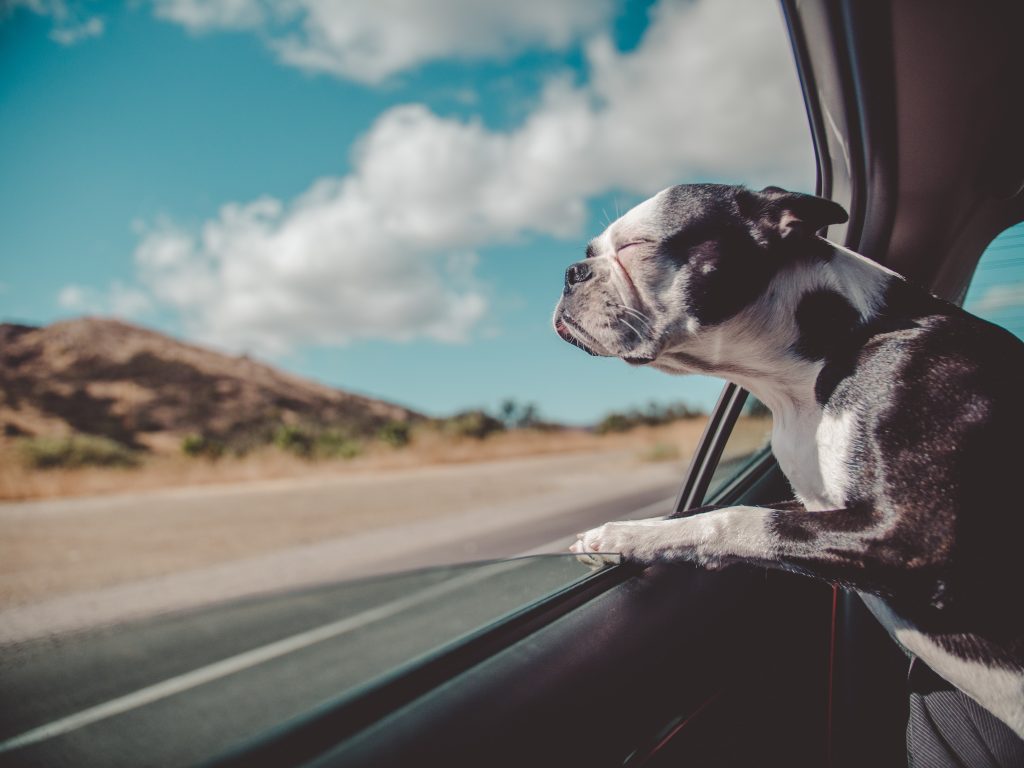 reizen-hond