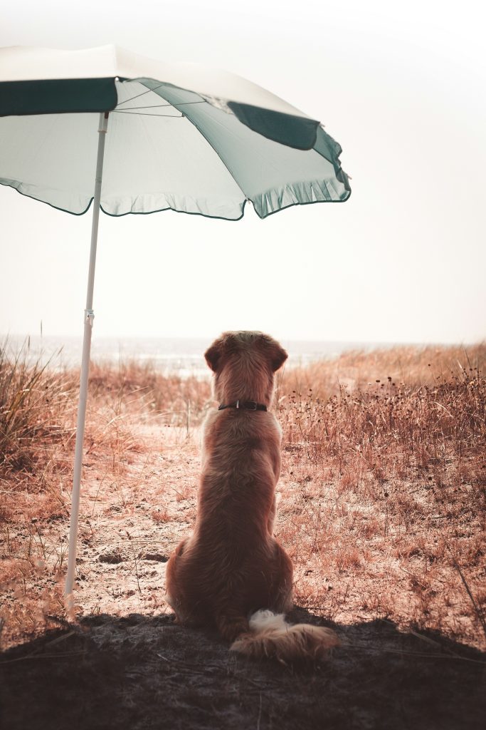 te-warm-hond