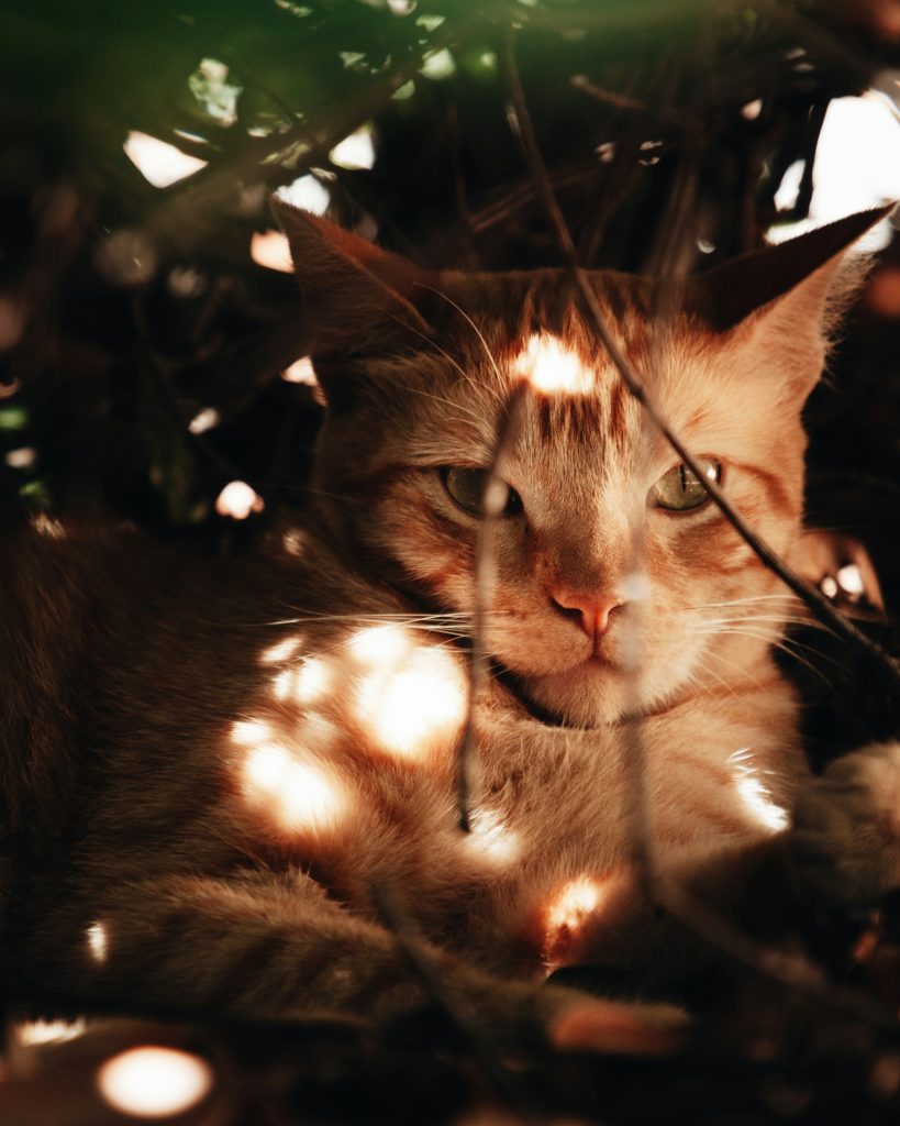 Wanneer is het te warm voor mijn kat?