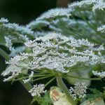 honden en berenklauw