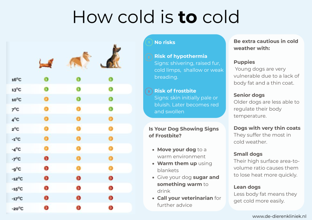 When is it to cold for my dog?