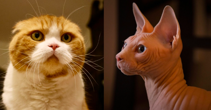 houdverbod vouwoorkatten en naaktkatten per 1 januari 2026