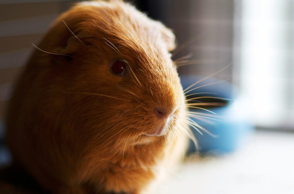 guinea pig neutering